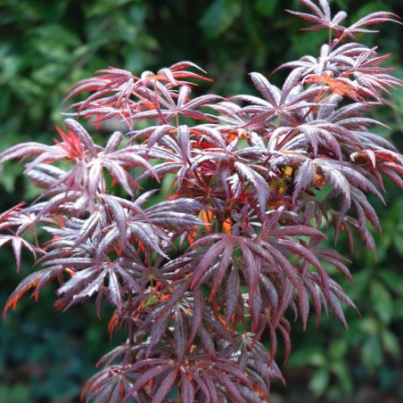Acer palmatum 'Trompenburg' - summer leaves close up Acer palmatum 'Trompenburg' - summer leaves close up