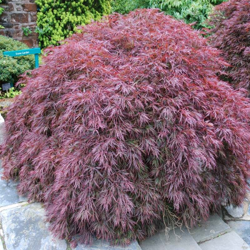 Acer palmatum 'Garnet' - established plant with a mound-like habit