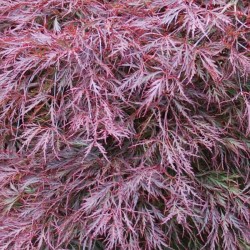 Acer palmatum 'Garnet' - deeply cut leaves