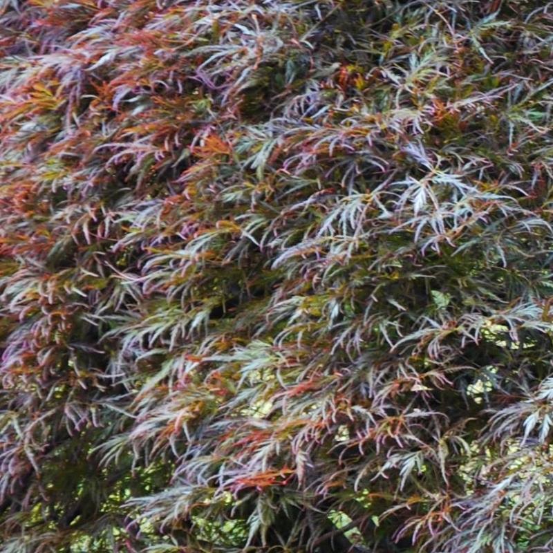 Acer palmatum 'Inaba-shidare'