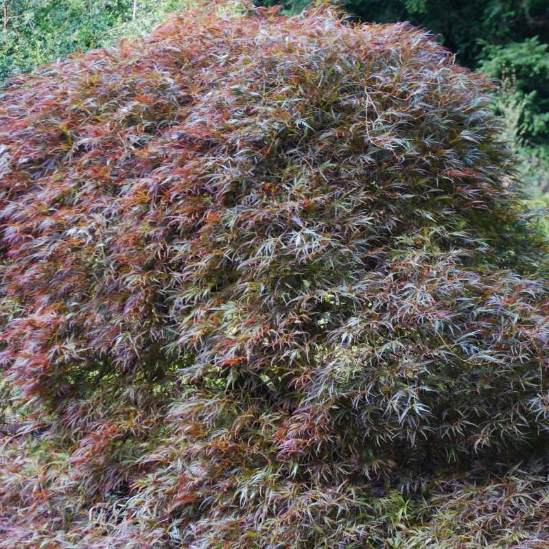 Acer palmatum 'Inaba-shidare'