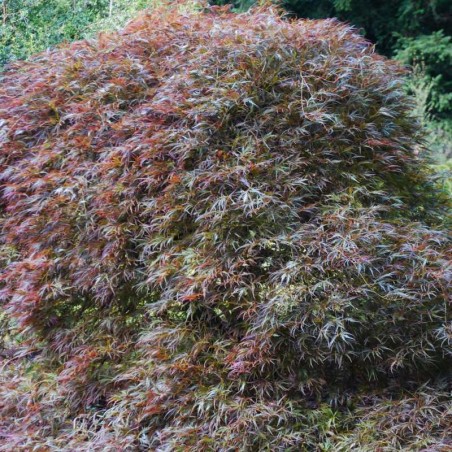 Acer palmatum 'Inaba-shidare'