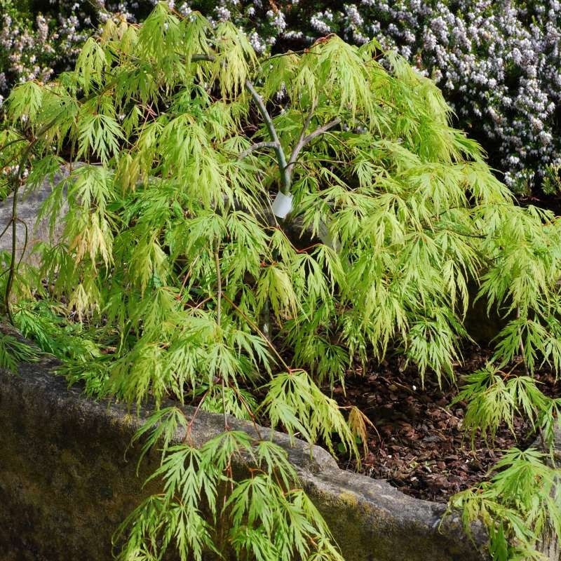 Acer palmatum 'Viridis'