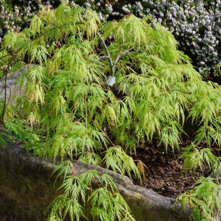 Acer palmatum 'Viridis' Acer palmatum 'Viridis'