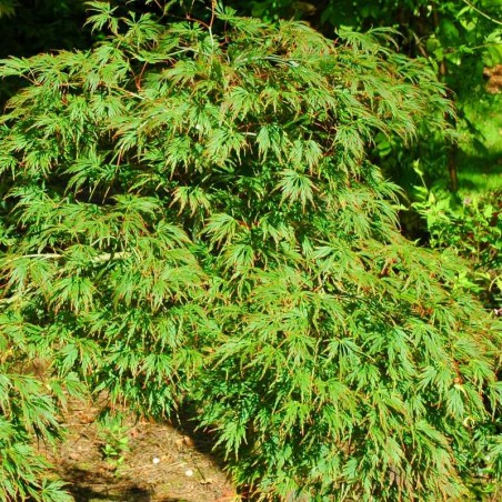 Acer palmatum 'Viridis' Acer palmatum 'Viridis'