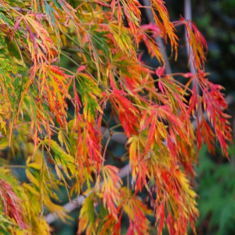 Acer palmatum 'Viridis' - autumn colour