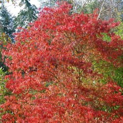 Acer palmatum 'Seiryu' - autumn colour