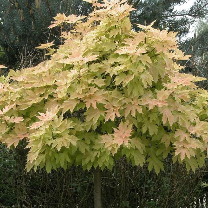 Acer pseudoplatanus 'Brilliantissimum'