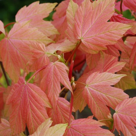 Acer pseudoplatanus 'Brilliantissimum' - spring leaves