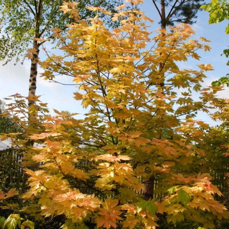 Acer pseudoplatanus 'Brilliantissimum'