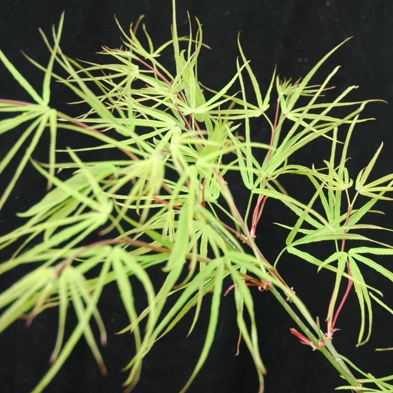 Acer palmatum 'Villa Taranto' Acer palmatum 'Villa Taranto'