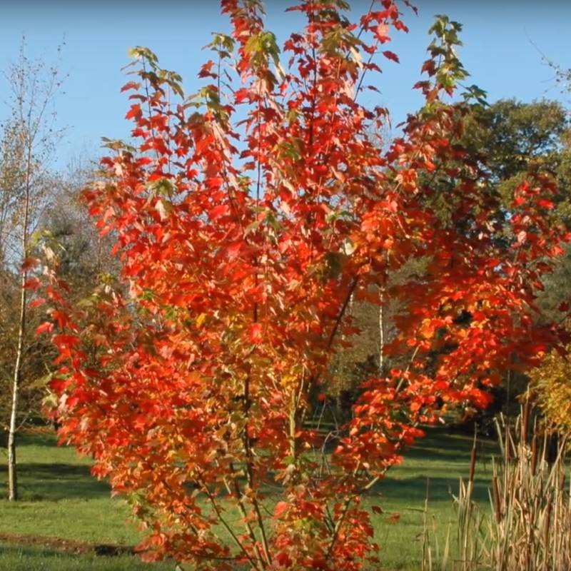 Acer rubrum 'Brandywine'