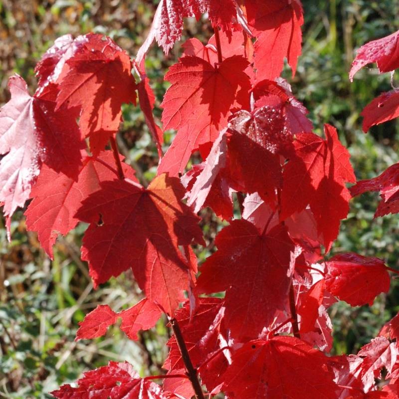 Acer rubrum 'Brandywine'