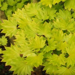 Acer shirasawanum 'Aureum'