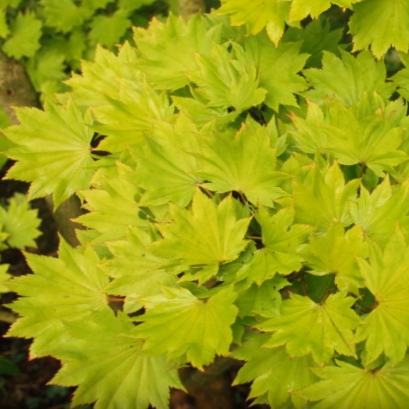 Acer shirasawanum 'Aureum'