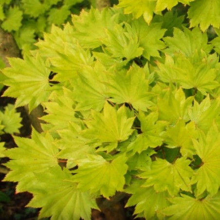 Acer shirasawanum 'Aureum' Acer shirasawanum 'Aureum'