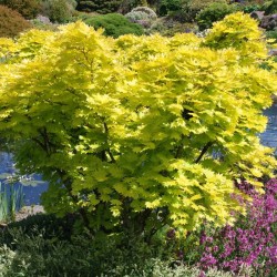 Acer shirasawanum 'Aureum'
