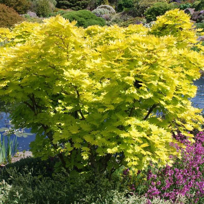 Acer Shirasawanum Aureum