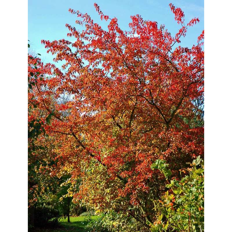 Acer tatarica  ssp ginnala