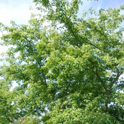 Acer tatarica  ssp ginnala
