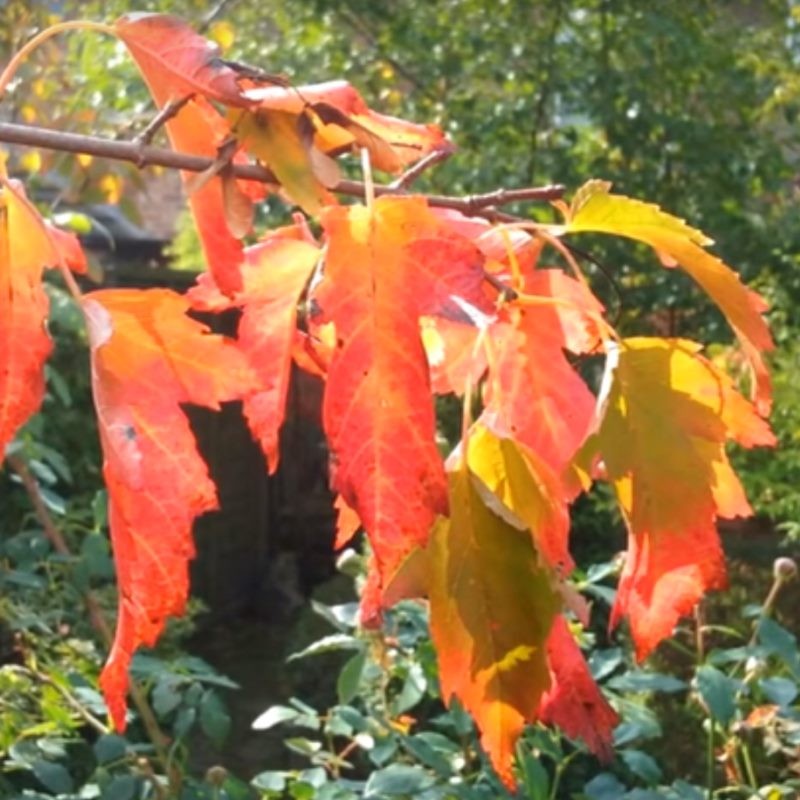 Acer tatarica  ssp ginnala