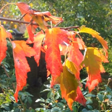 Acer tatarica  ssp ginnala