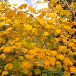 Acer tegmentosum - autumn colour