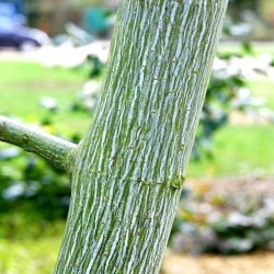 Acer tegmentosum