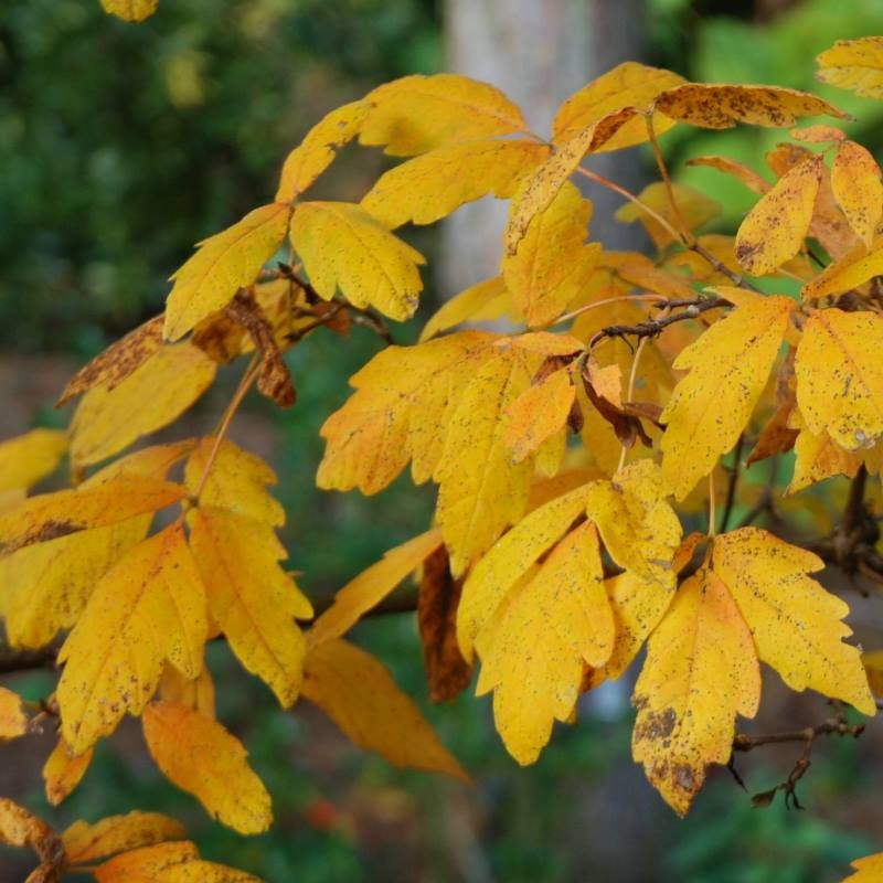 Acer triflorum Acer triflorum