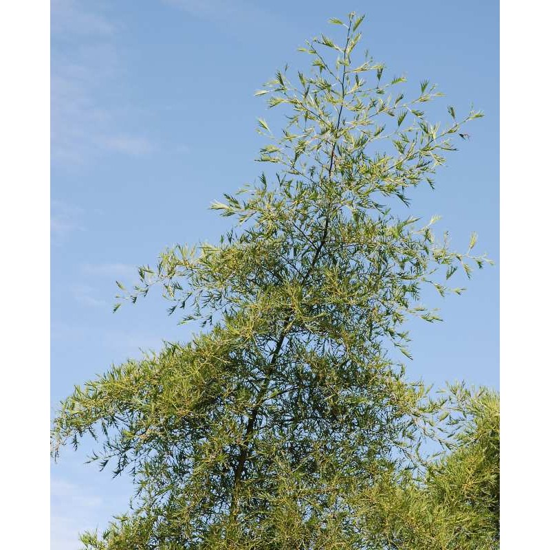 Alnus glutinosa 'Imperialis'