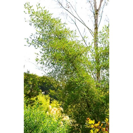 Alnus glutinosa 'Imperialis'