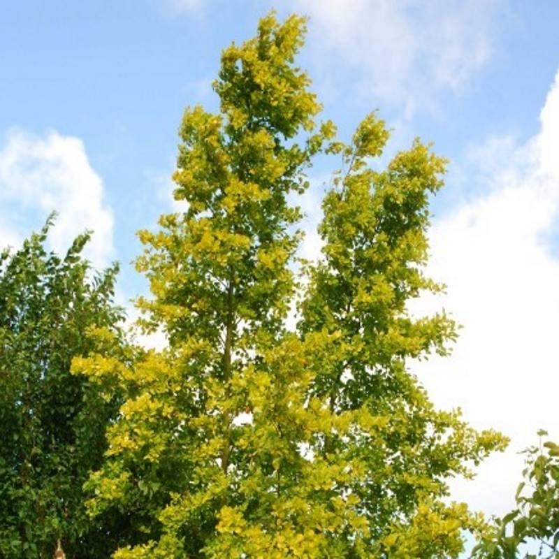 Alnus glutinosa 'Aurea' Alnus glutinosa 'Aurea'
