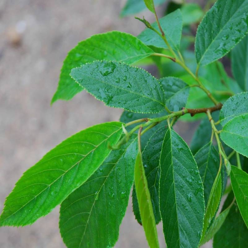 Alnus x spaethii Alnus x spaethii
