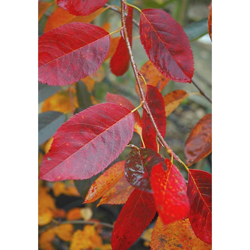 Amelanchier lamarckii 'Ballerina'