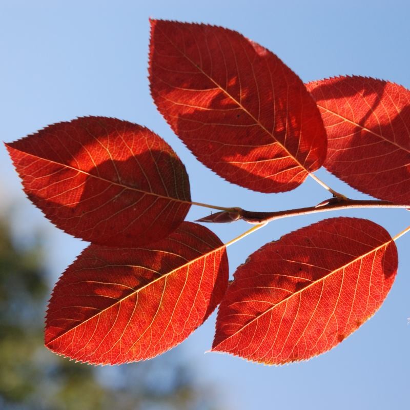 Amelanchier x grandiflora 'Robin Hill' - autumn colour
