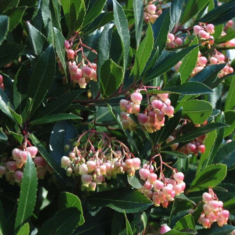 Arbutus unedo