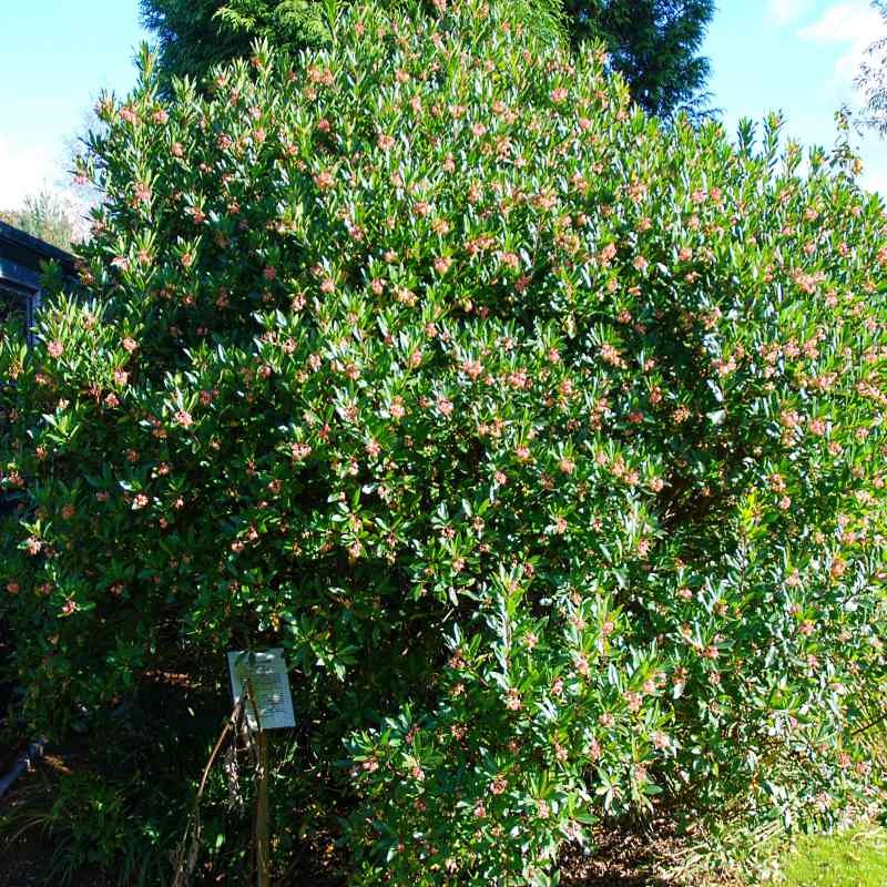 Arbutus unedo