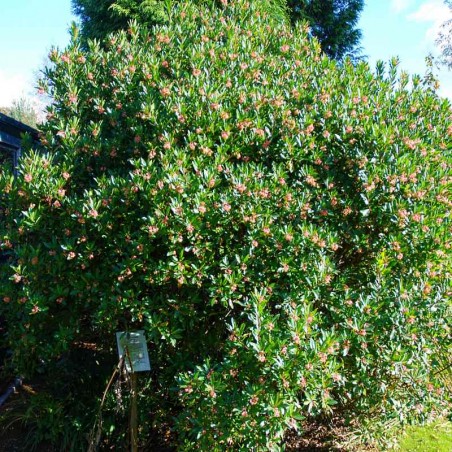 Arbutus unedo Arbutus unedo
