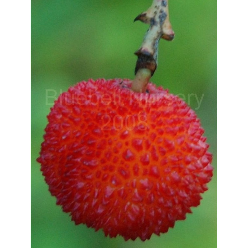 Arbutus unedo