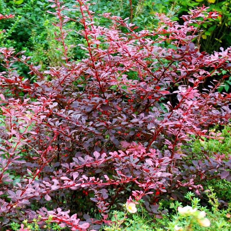 Berberis thunbergii 'Rose Glow' Berberis thunbergii 'Rose Glow'