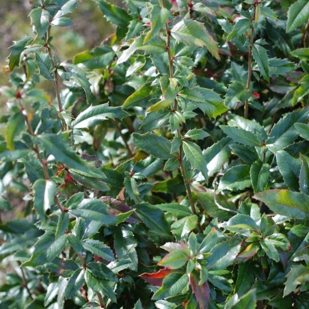Mahoberberis 'Dart's Treasure' Mahoberberis 'Dart's Treasure'