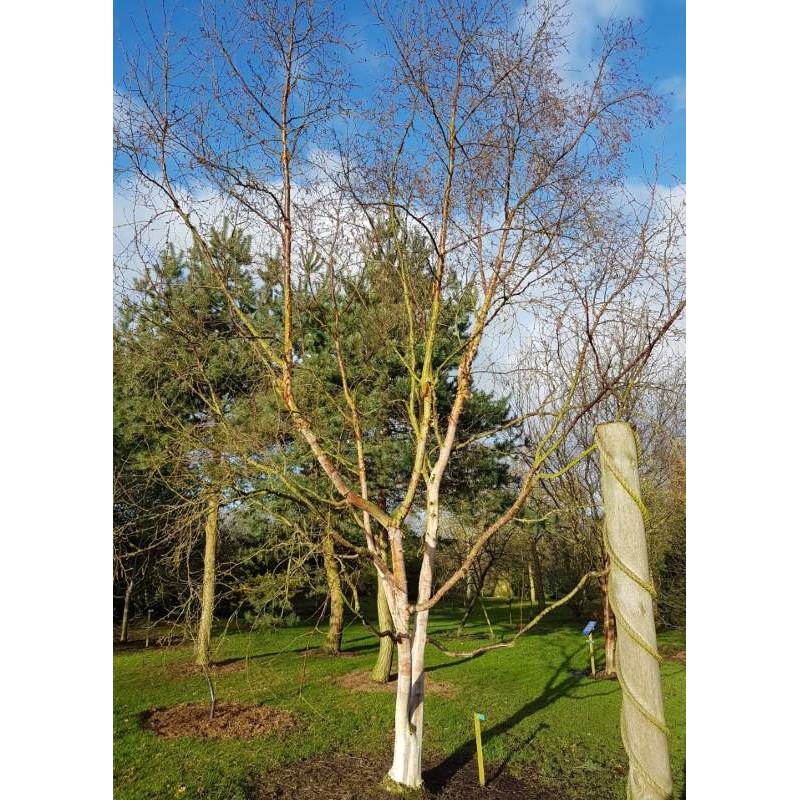 Betula albosinensis 'Fascination' Betula albosinensis 'Fascination'