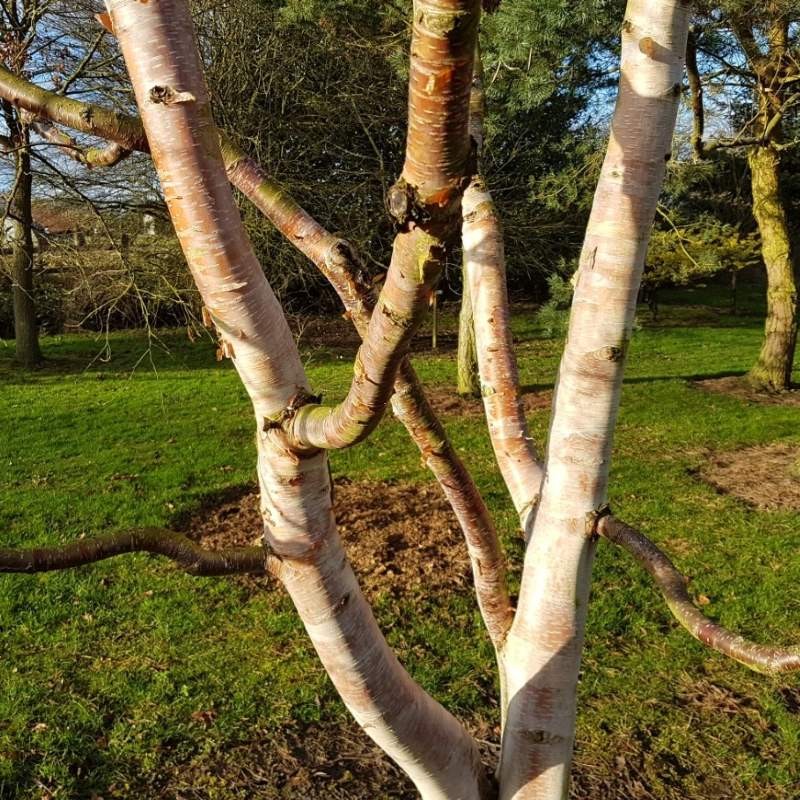 Betula albosinensis 'Fascination'