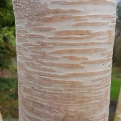 Betula ermanii 'Grayswood Hill'