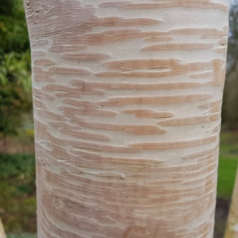 Betula ermanii 'Grayswood Hill'