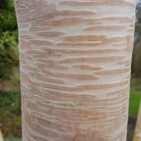 Betula ermanii 'Grayswood Hill' Betula ermanii 'Grayswood Hill'
