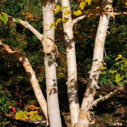 Betula ermanii 'Grayswood Hill'