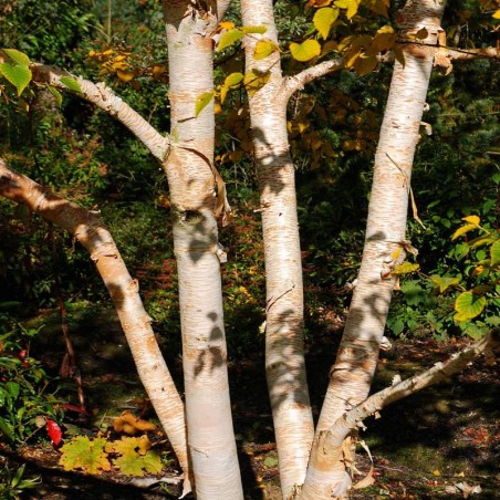 Betula ermanii 'Grayswood Hill' Betula ermanii 'Grayswood Hill'