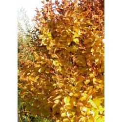 Betula medwedewii 'Gold Bark'