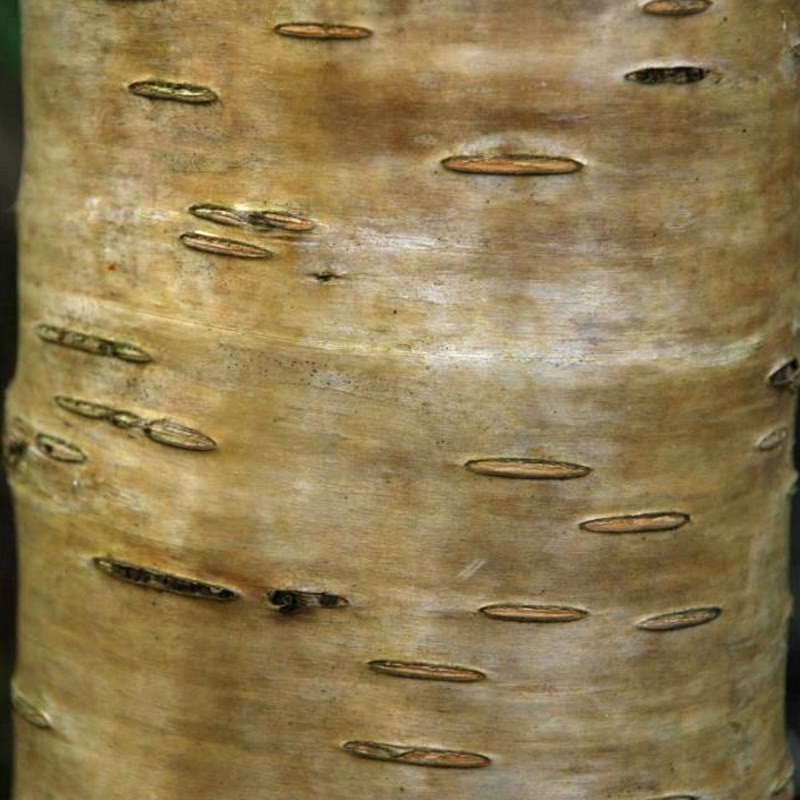 Betula medwedewii 'Gold Bark' - bark